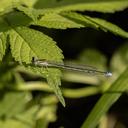 Female Stream Bluet