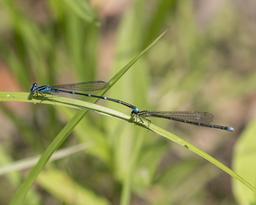 Tandem pair Stream Bluets