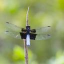 Image of Thermorthemis comorensis