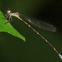 Image of Protosticta simplicinervis