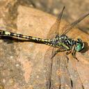 Image of Paragomphus cognatus
