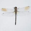 Image of Hemicordulia hilaris