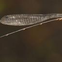 Image of Ceylonosticta alwisi