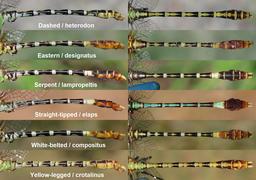 Comparison of some Erpetogomphus species found in Arizona, USA