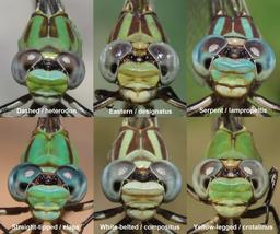 Comparison of some Erpetogomphus species found in Arizona, USA