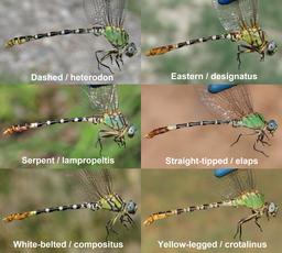 Comparison of some Erpetogomphus species found in Arizona, USA