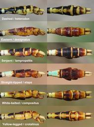 Comparison of some Erpetogomphus species found in Arizona, USA