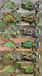 Comparison of some Erpetogomphus species found in Arizona, USA