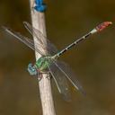 Image of Erpetogomphus