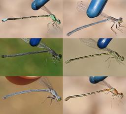 Top left is male, all others female.