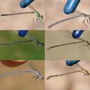 Top left is male, all others female.
