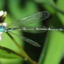 Image of Ischnura demorsa