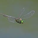 Image of Somatochlora meridionalis