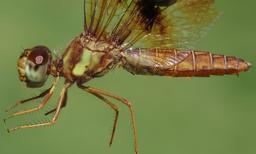 female