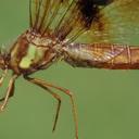 female