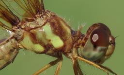 female