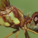 female