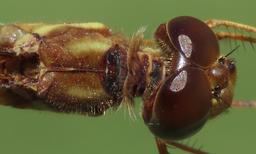 female