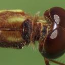 female