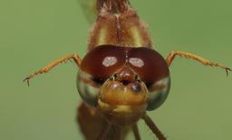 female