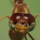 female