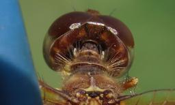 female