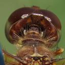 female
