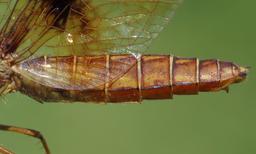 female