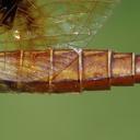 female