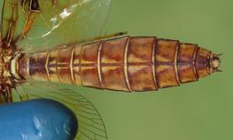 female