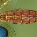 female