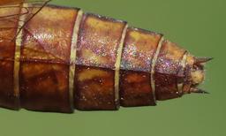 female