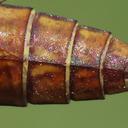 female