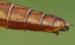 female