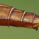 female
