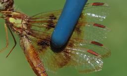 female
