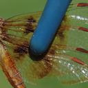 female