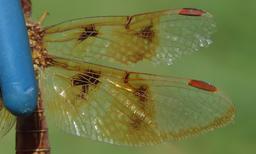 female