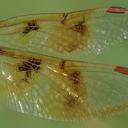 female