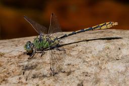 An Arizona Snaketail perched on a rock (Ophiogomphus arizonicus)