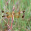 Image of Aethiothemis