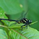 Image of Asiagomphus acco