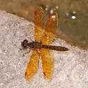 Image of Perithemis tenera
