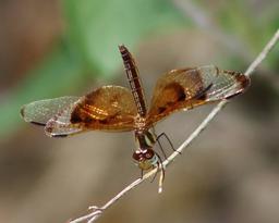 single perched on upper ledge away from water