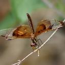 single perched on upper ledge away from water
