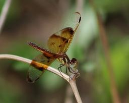 single perched on upper ledge away from water
