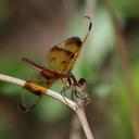single perched on upper ledge away from water