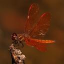 Image of Perithemis domitia