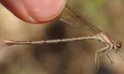 1 female and 7 males; the pair submitted here were in tandem