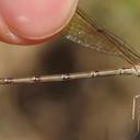 1 female and 7 males; the pair submitted here were in tandem